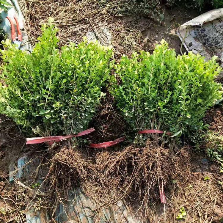瓜子黄杨价格 瓜子黄杨基地 青州瓜子黄杨批发