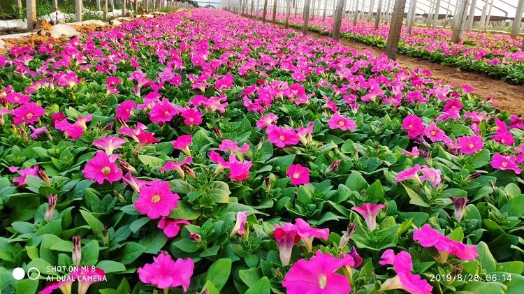 牵牛花基地直销 屋顶绿化隔热材料-承玉花卉
