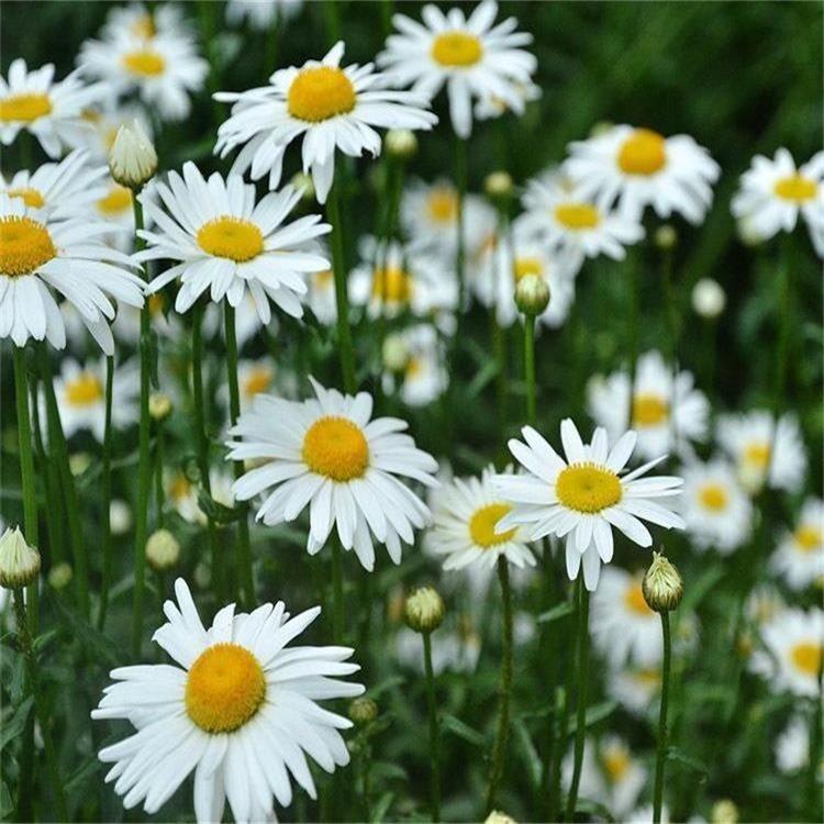 大滨菊基地 山东大白菊 基地种植大滨菊小苗