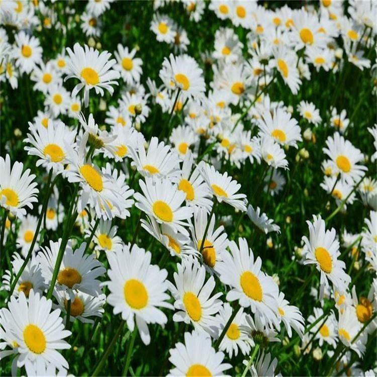 青州大滨菊 大滨菊基地 欣美园艺直供大白菊