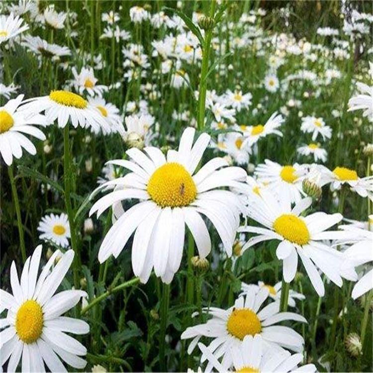 基地种植 大滨菊花海 大滨菊报价 青州大滨菊