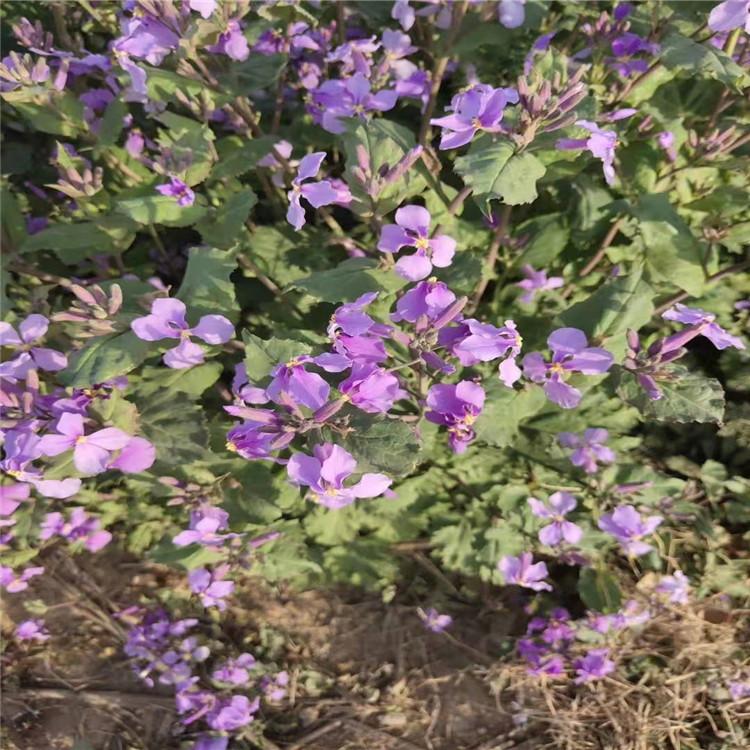 山东潍坊二月兰基地  二月兰杯苗价格
