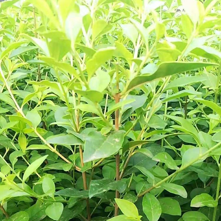 种植金叶女贞  金叶女贞价格  推荐