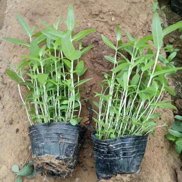 千屈菜种植基地  千屈菜  价格实惠