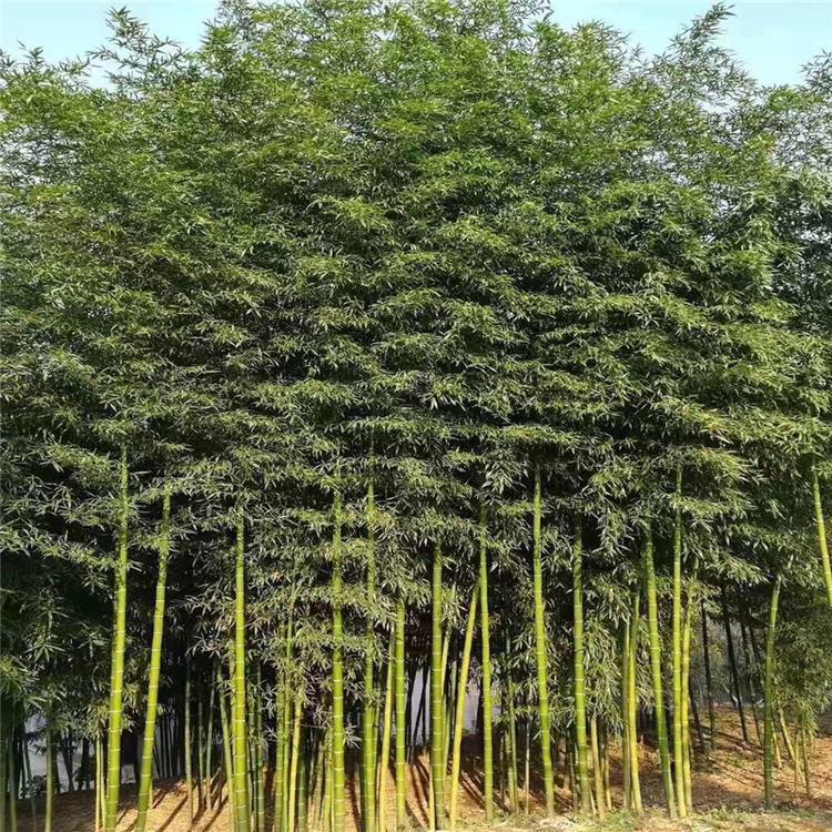 青州观赏竹子基地 毛竹 淡竹 刚竹 翠竹 金镶玉竹 玉镶金竹 银环竹子 墨竹