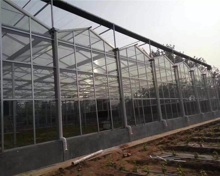 茶叶大棚温室建设 金威温室工程建设 种茶棚