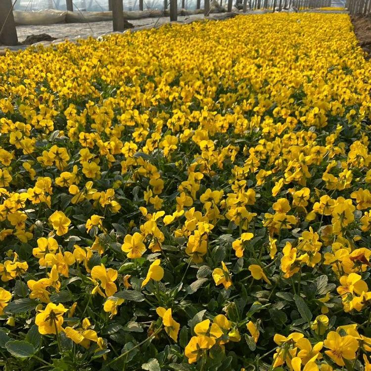 国庆草花多彩角堇供应 耐寒草花角堇批发 角堇租摆园林绿化 欣美园艺