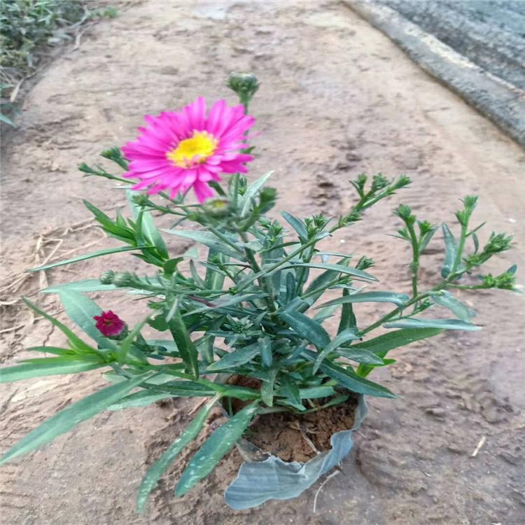 荷兰菊 荷兰菊价格 青州荷兰菊批发