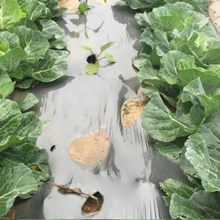 大棚农膜