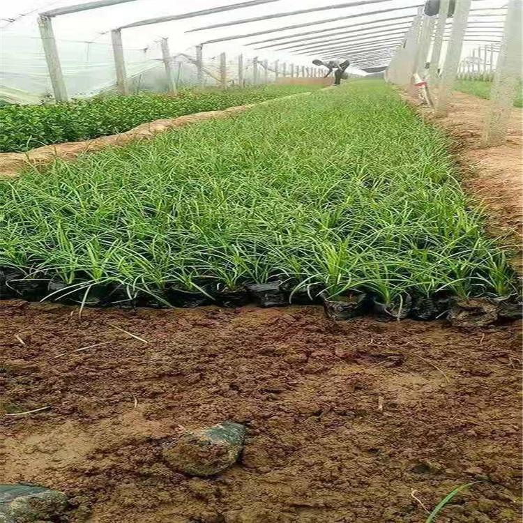 麦冬草价格  山东麦冬草批发   麦冬草基地