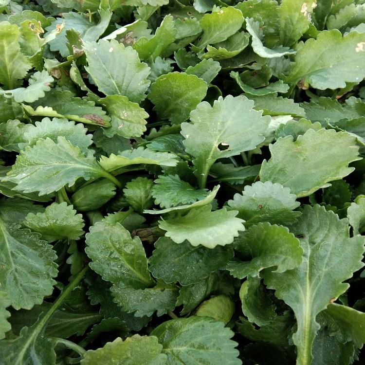 大滨菊  绿化用大滨菊  大滨菊价格