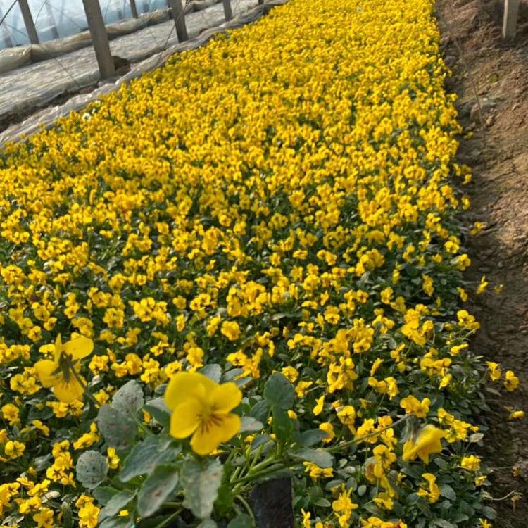 观赏花角堇 角堇价格 开花角堇小苗基地 花坛点缀用苗