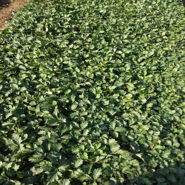 蛇莓价格 种植蛇莓