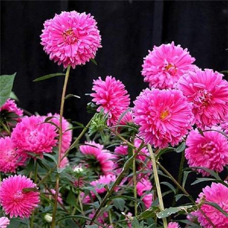 翠菊