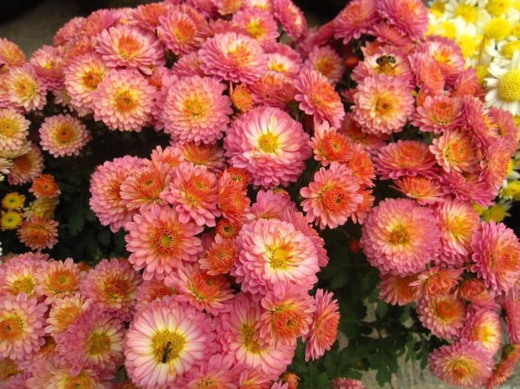 翠菊批发基地 山东翠菊苗圃繁育扦插 双色盆翠菊