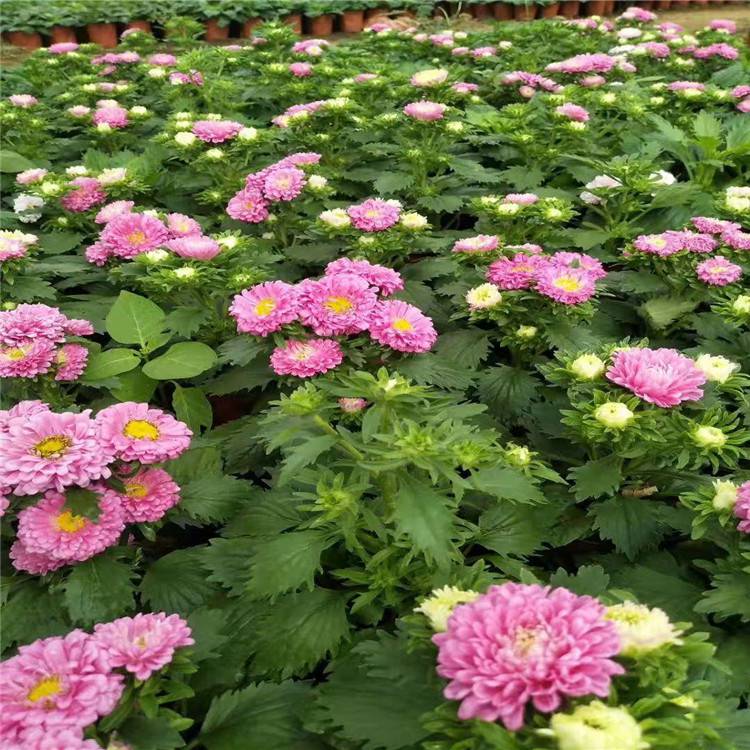 翠菊种子价格 混色重瓣 观赏花卉种子 四季播种 开花不断家庭园艺