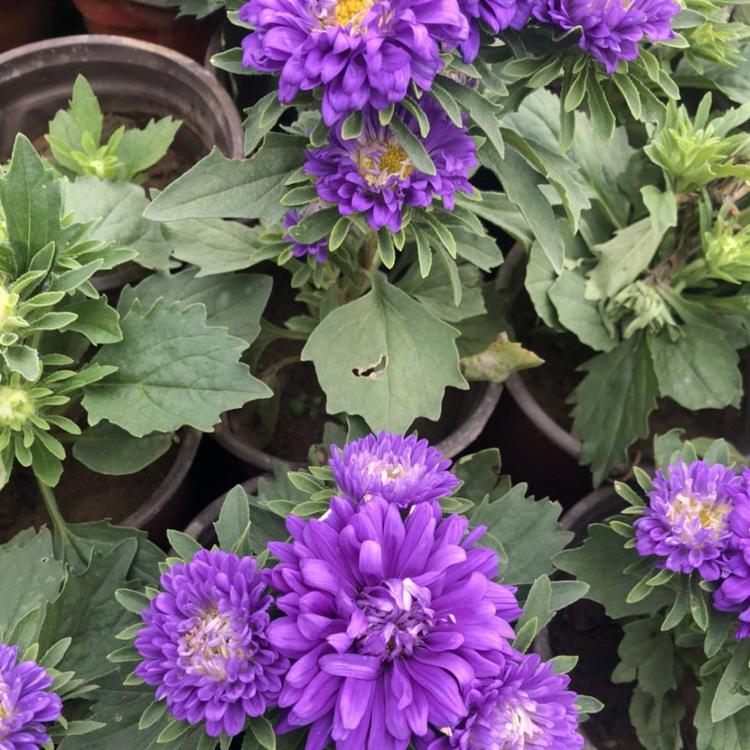翠菊工程绿化 花海打造 全国包邮 翠菊苗圃批发