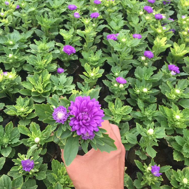 翠菊工程绿化苗 花海景观设计 翠菊基地批发 欣美基地