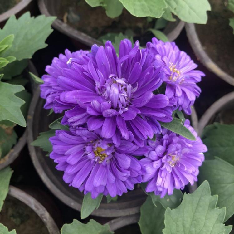 翠菊价格 欣美园艺大量批发时令草花 绿化工程园林用草花翠菊