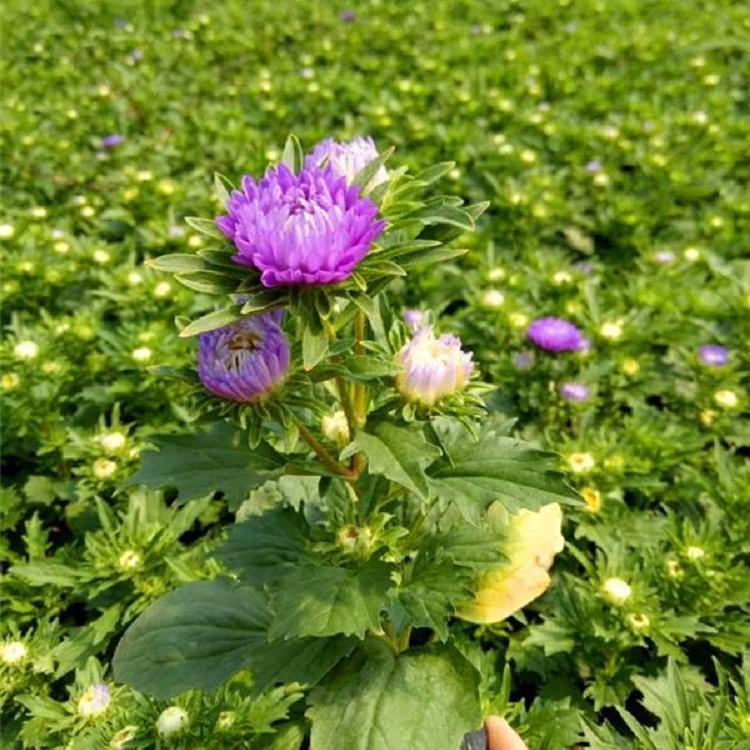 翠菊批发 青州欣美园艺