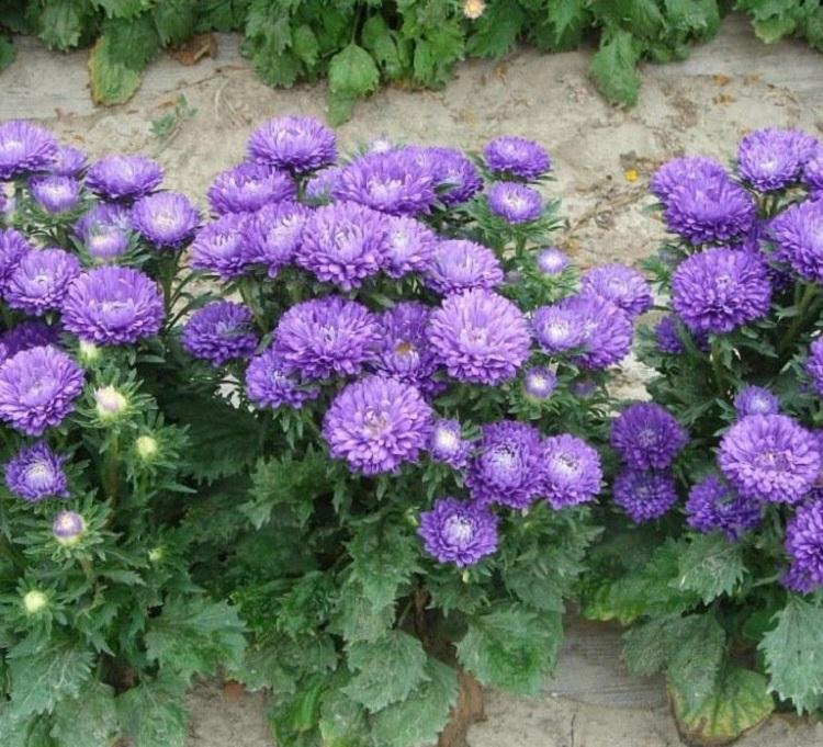 山东翠菊价格 翠菊的花期 欣美园艺种植基地 绿化带花坛点缀翠菊小苗