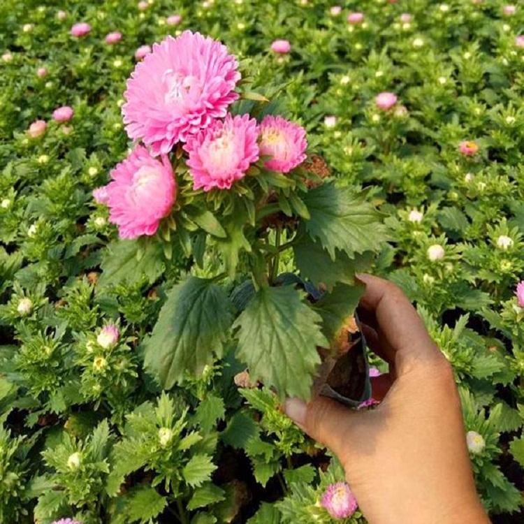 山东翠菊价格 欣美园艺种植基地 四季草花租摆批发