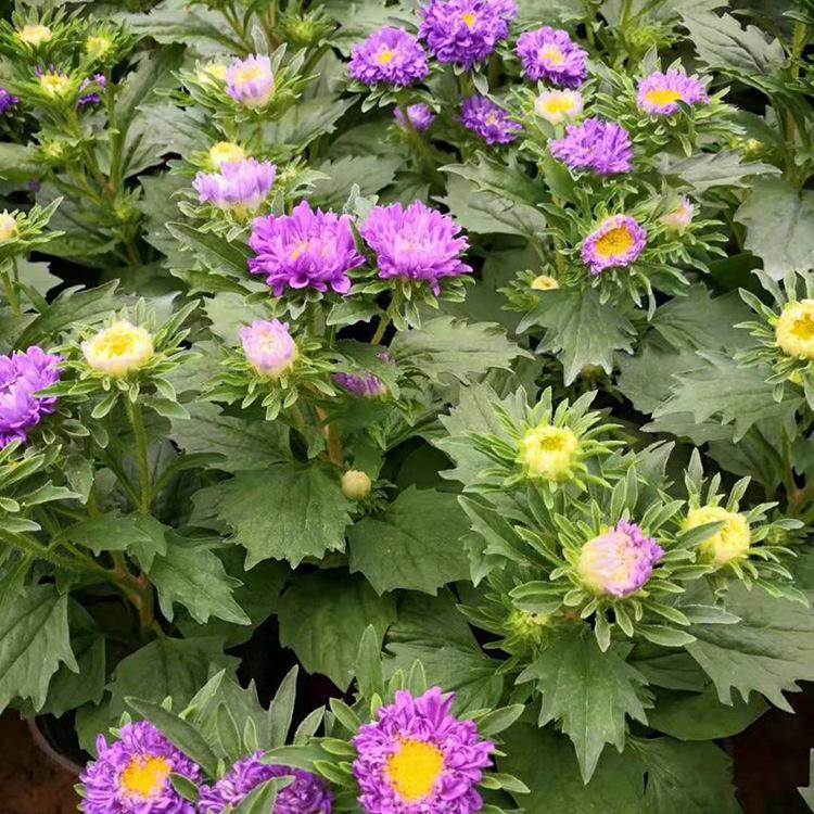 观赏时令花草翠菊 批发翠菊种植基地 翠菊盆栽-欣美园艺