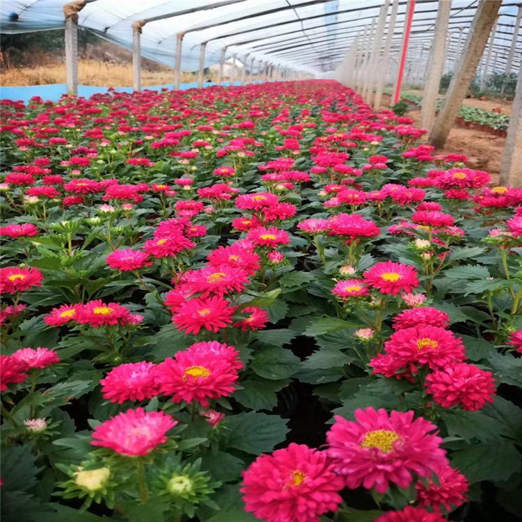翠菊 江苏大量供应草花翠菊基地 庄园 绿化工程草花