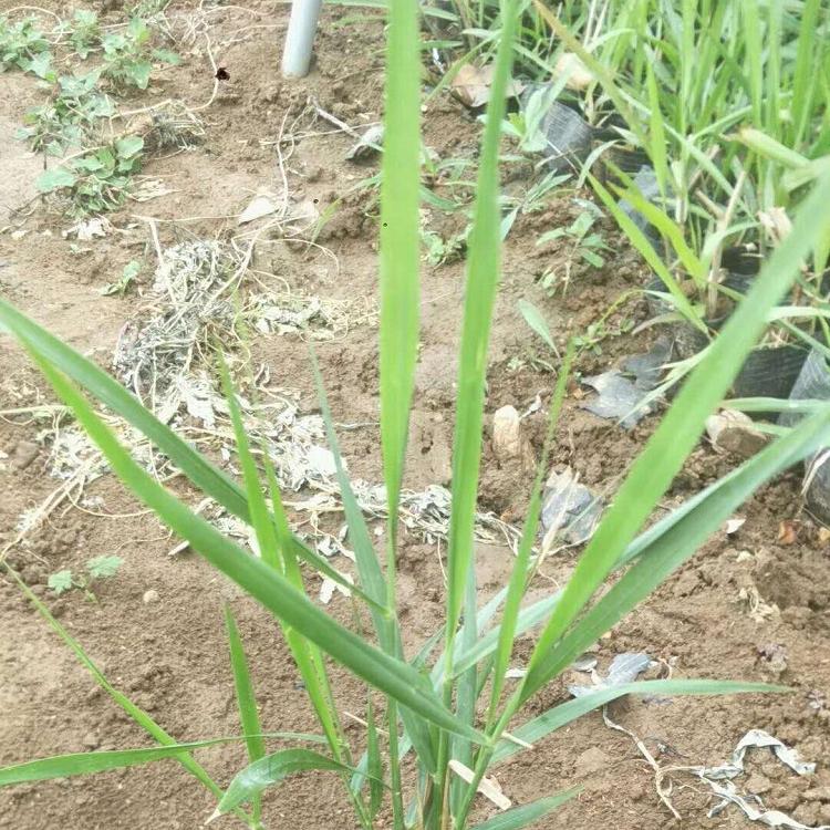 弥河佛子茅批发基地 卡尔佛子茅出售-欣美园艺