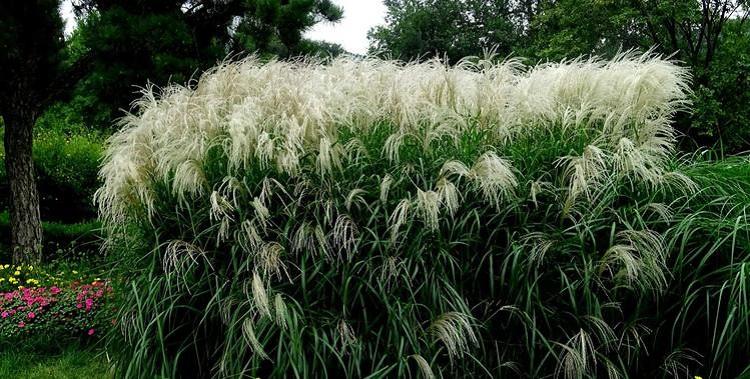 拂子茅批发 工程园林卡尔拂子茅 耐干旱拂子茅价格 园林绿化观赏草