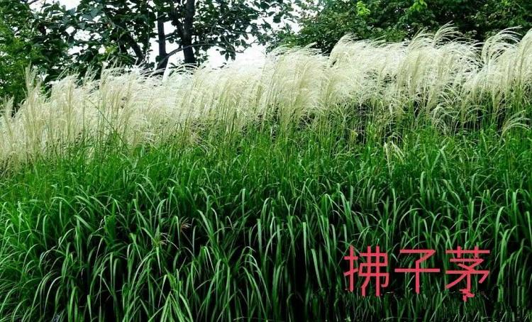 拂子茅价格