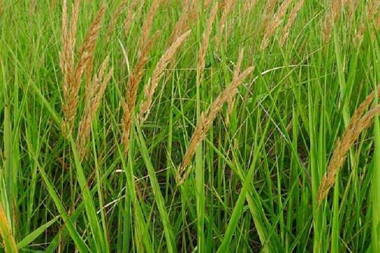 批发观赏草佛子茅 佛子茅苗圃出售 佛子茅种子价格