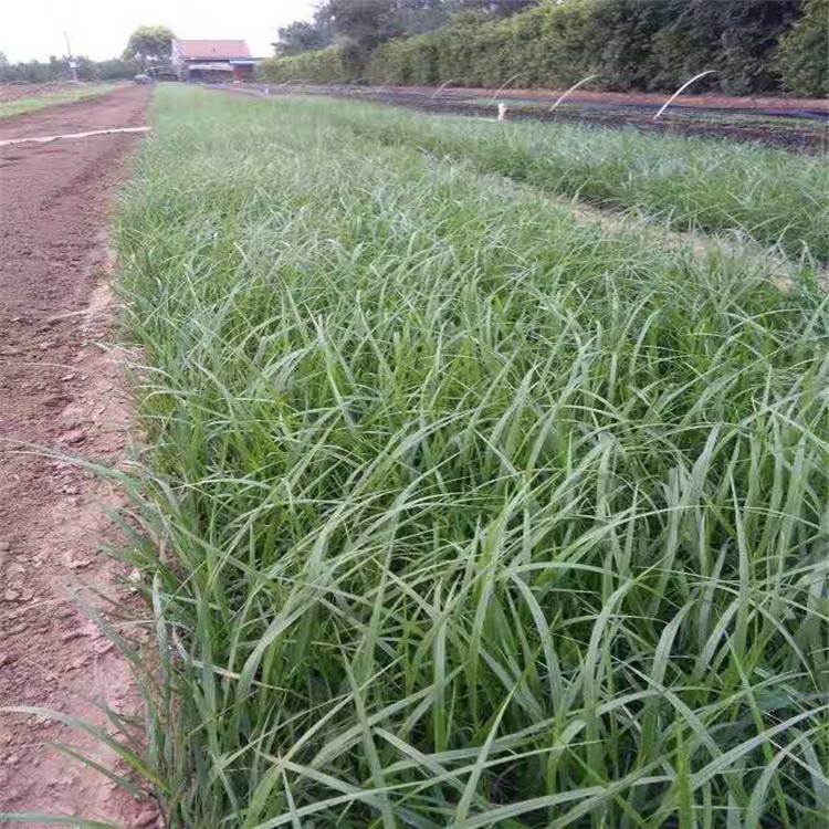 狼尾草小苗   狼尾草种植基地