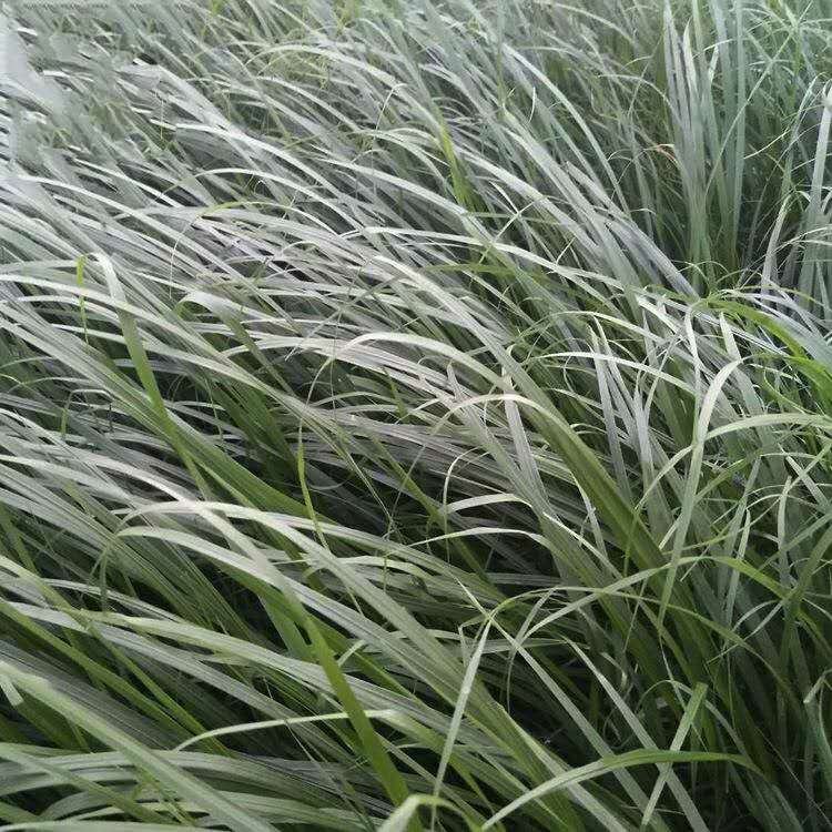 推荐拂子茅 卡尔拂子茅价格批发 耐寒耐热观赏草畜牧草量大