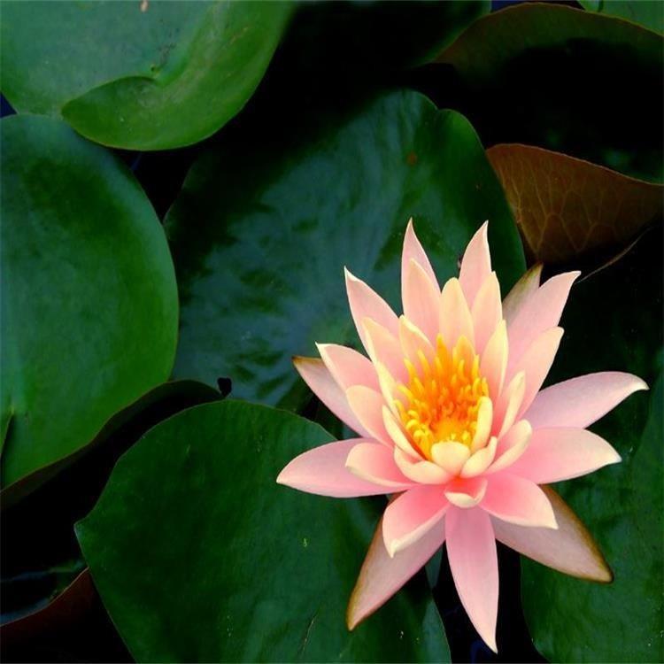 碗莲批发价格