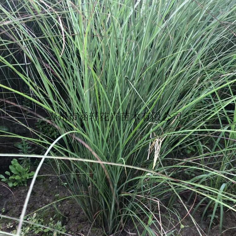 青州细叶芒销售     细叶芒杯苗