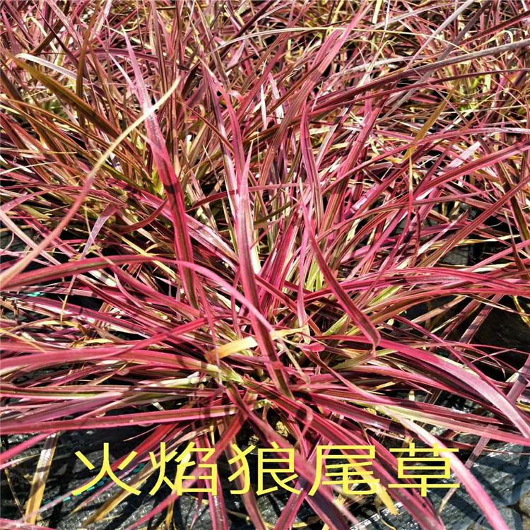 火焰狼尾草价格 火焰狼尾草批发 观赏草种植基地