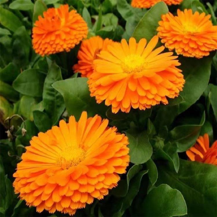 金盏菊基地种植    批发 金盏菊小苗