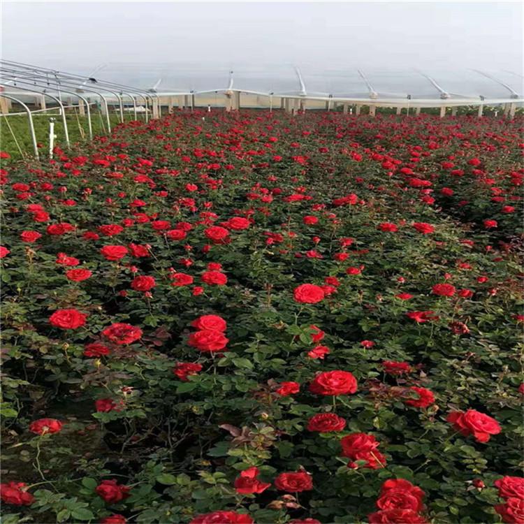 月季价格 丰花月季 红帽月季 大花月季 品种月季 蔷薇月季 地被月季基地