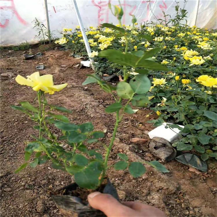 月季价格 藤本月季 微型月季 紫薇月季 红宝石月季 黄宝石月季基地