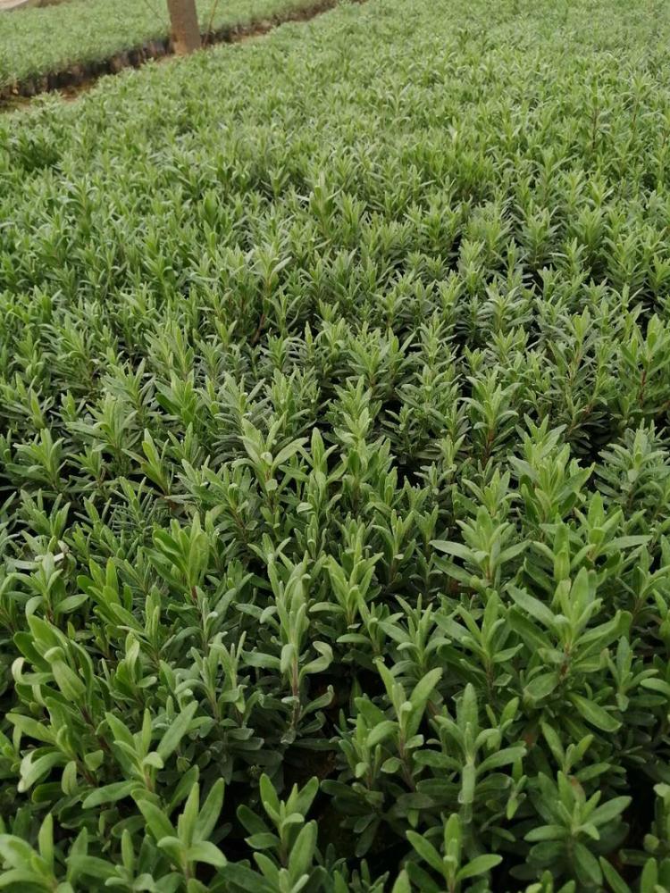 基地大量供应薰衣草