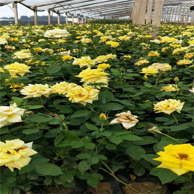 青州红帽子月季 黄帽子月季 紫薇月季 蔷薇月季 四季玫瑰批发 月季花价格