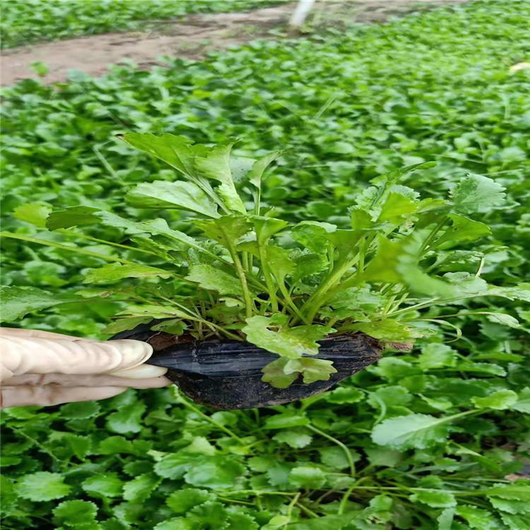 山东大滨菊价格 大滨菊小苗批发 大滨菊基地