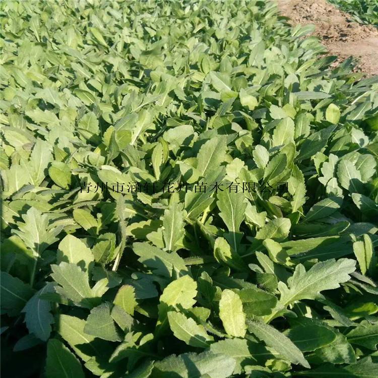 供销天人菊小苗    大量天人菊种植