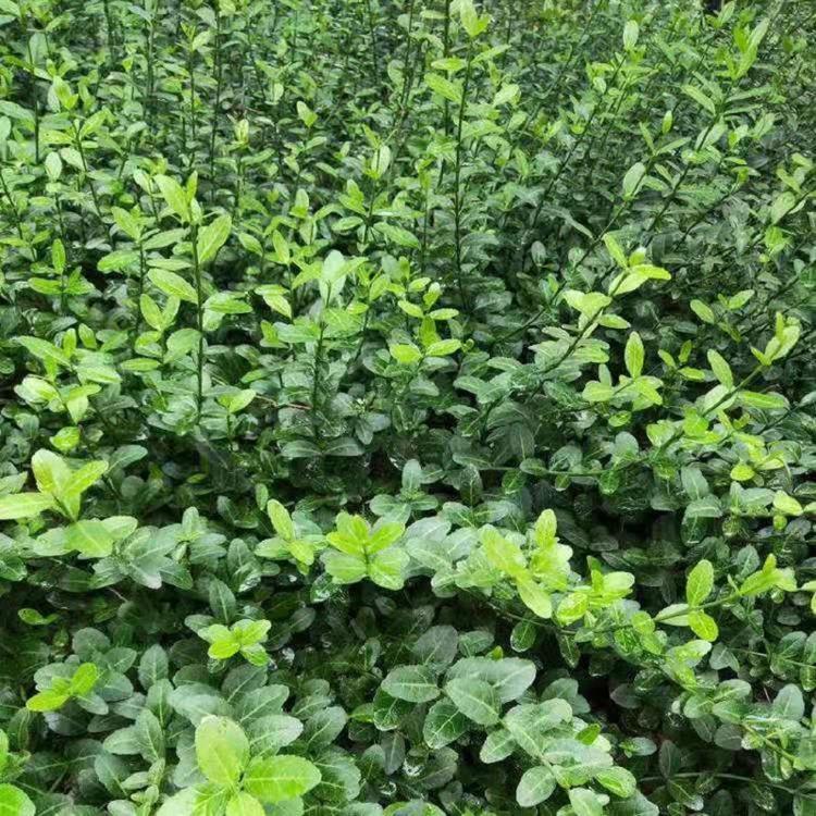 扶芳藤小苗售购     扶芳藤批发