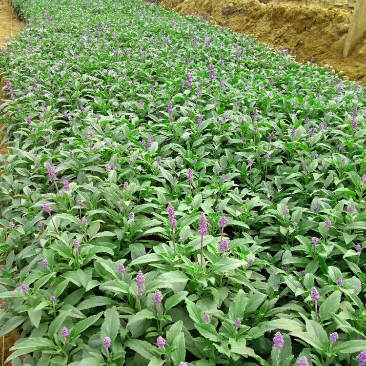 景观花卉 鼠尾草苗子 阳台绿化-承玉花卉