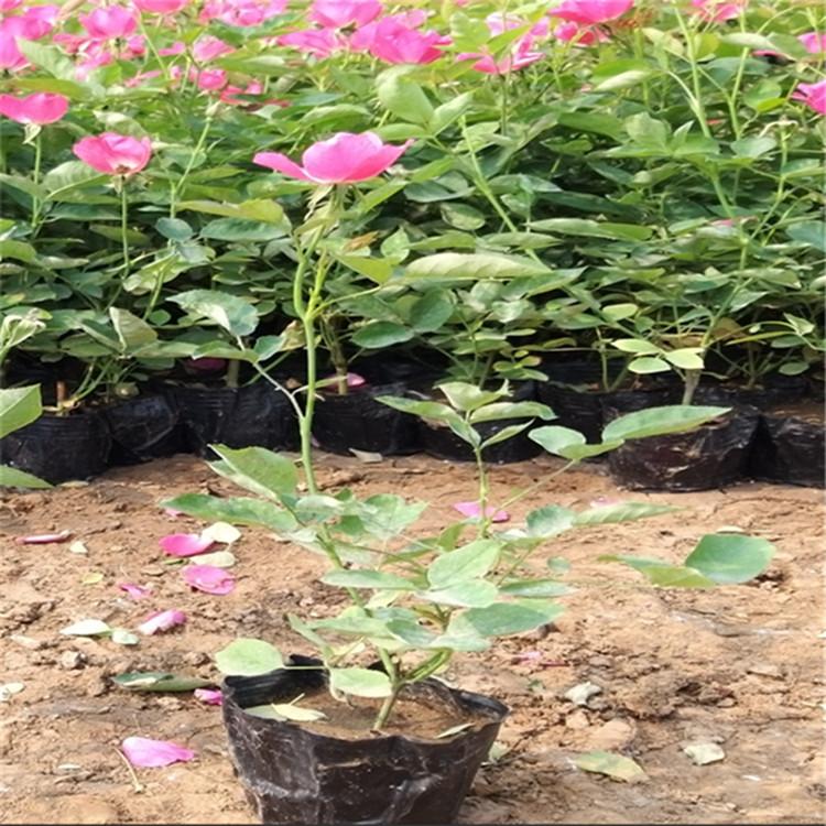 丰花月季  青州丰花月季批发 丰花月季基地