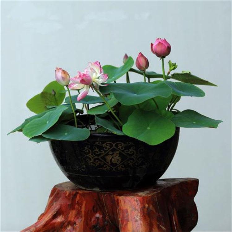 批发水生花卉 荷花种苗 水体绿化荷花种苗 荷花碗莲