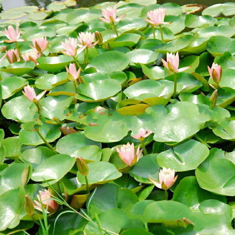 水生植物碗莲基地批发 欣美园艺