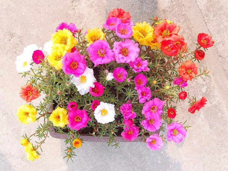 太阳花